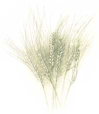 
Wheat in field.

